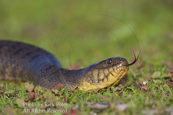 Brown Phase Florida Green Water Snake
