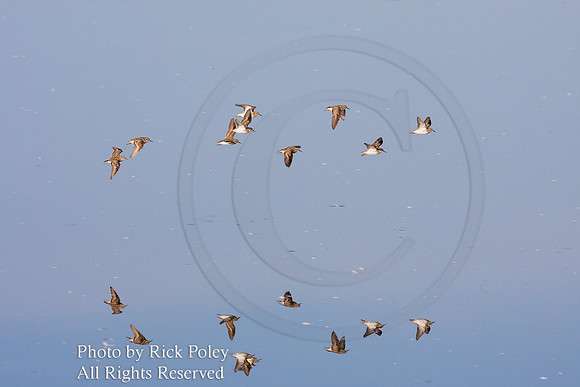 Flock of Least Sandpipers