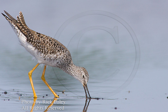 Lesser Yellowlegs Feeding