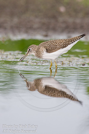 Solitary Sandpiper (Tringa solitaria) Foraging