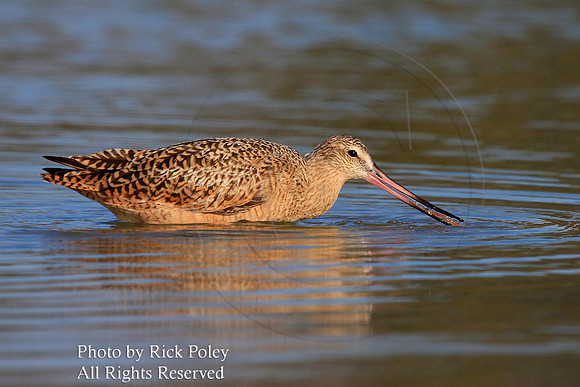 Marbled Godwit (Limosa fedoa) Feeding on Marine Worm