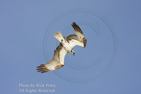 Diving Osprey