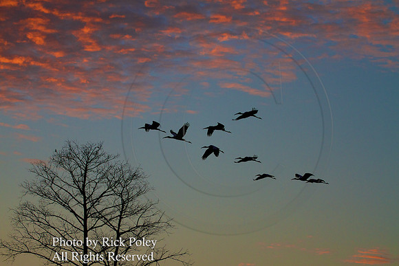 Flock of Wood Storks