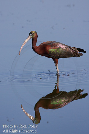Glossy Ibis (Plegadis falcinellus)