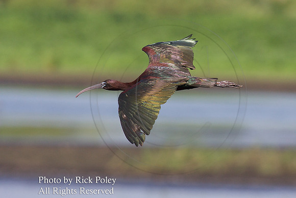 Glossy Ibis (Plegadis falcinellus) in Gliding