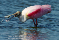 Roseate Spoonbill (Ajaia ajaja) feeding on Gambusia or mosquito fish