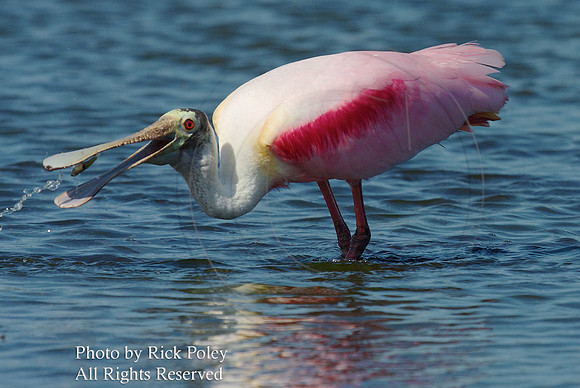 Roseate Spoonbill (Ajaia ajaja) feeding on Gambusia or mosquito fish