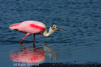Roseate Spoonbill (Ajaia ajaja) feeding on Gambusia or mosquito fish