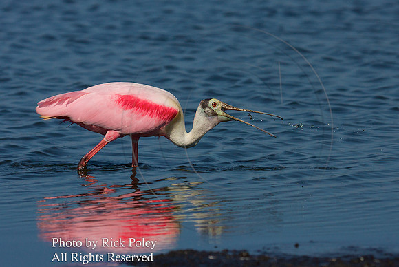Roseate Spoonbill (Ajaia ajaja) feeding on Gambusia or mosquito fish