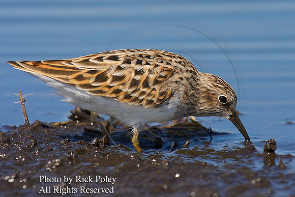 Least Sandpiper (Calidris minutilla) Foraging