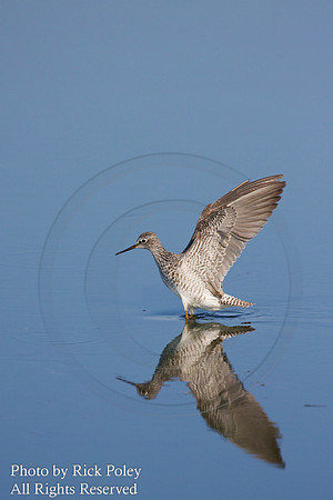 Lessor Yellowlegs (Tringa flavipes) Flapping Wings