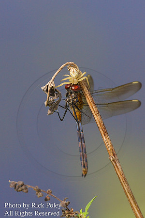 Goldenrod spider with Dragonfly