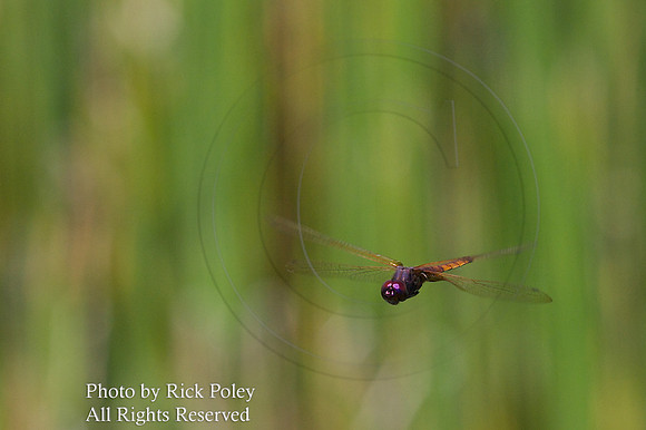 Corporal Skimmer (Libellula exusta deplanata) Dragonfly in Flight