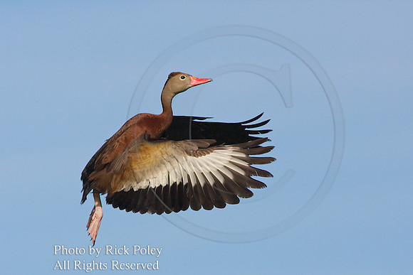 Black-bellied Whistling Duck in Flight