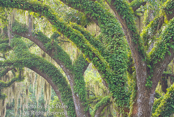 Live Oaks Adorned with Resurrection Ferns