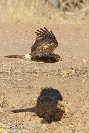 Bosque del Apache NWR, NM