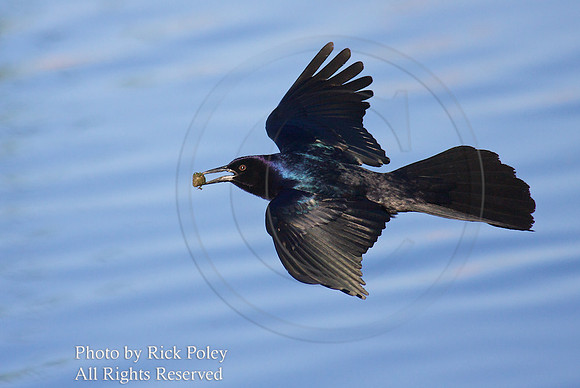 Flying Male Boat-tailed Grackle (Quiscalus major) with a Spider Egg Casing