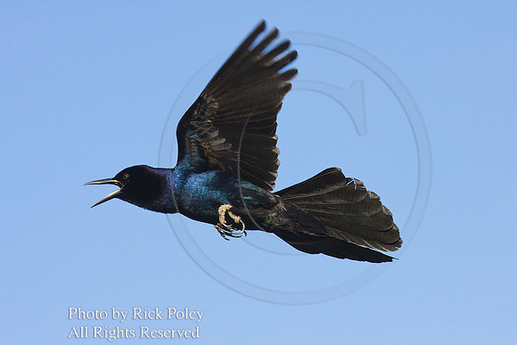 Displaying Male Boat-tailed Grackle (Quiscalus major);