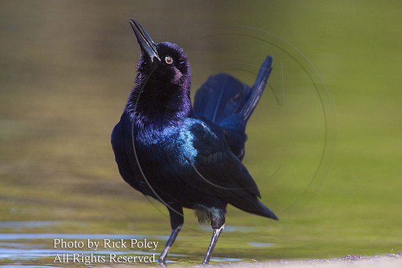 Displaying Male Boat-tailed Grackle (Quiscalus major);