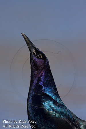 Displaying Male Boat-tailed Grackle (Quiscalus major);