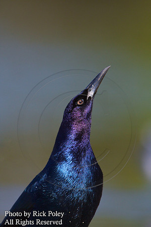 Displaying Male Boat-tailed Grackle (Quiscalus major);