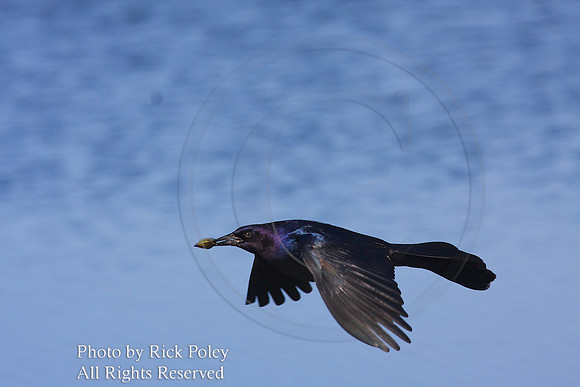 Boat-tailed Grackle (Quiscalus major) flying with Freshwater Mussel