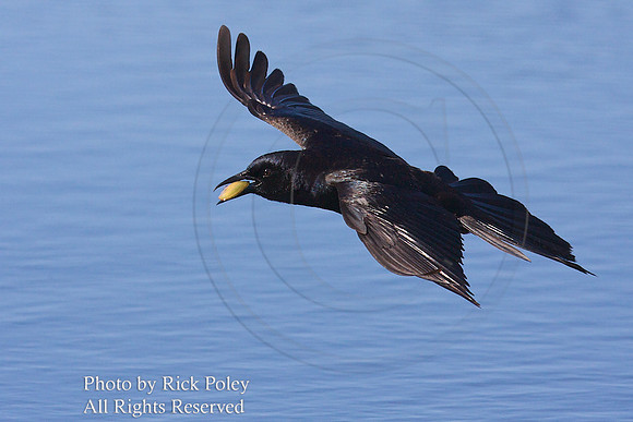 Boat-tailed Grackle (Quiscalus major) Flying
