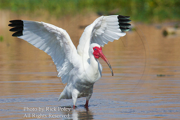 White Ibis (Eudocimus albus) with Outstretched Wings