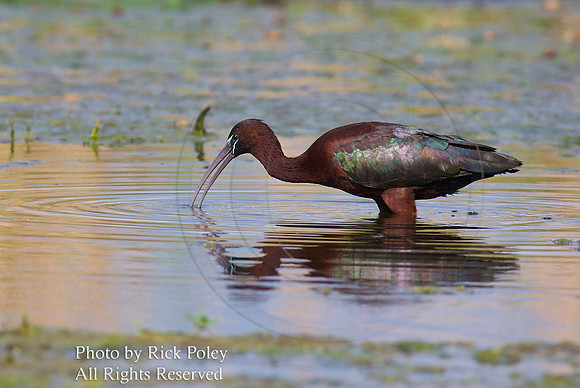 Glossy Ibis (Plegadis falcinellus)