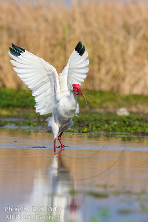 White Ibis (Eudocimus albus) Flapping Wings