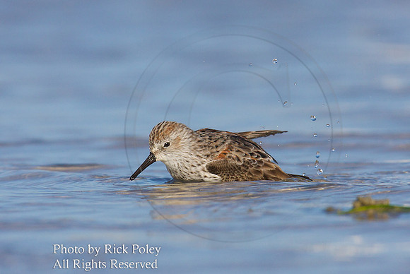 Foraging Semipalmated Sandpiper (Calidris pusilla)