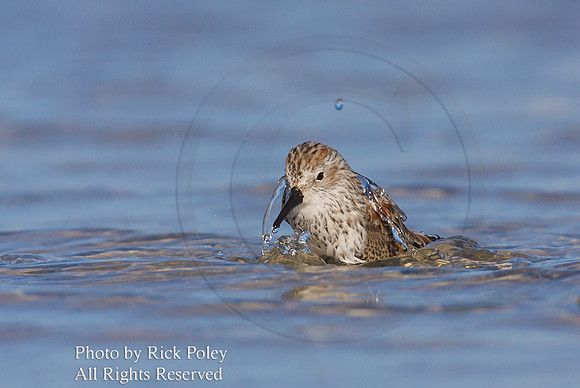 Bathing Semipalmated Sandpiper (Calidris pusilla);