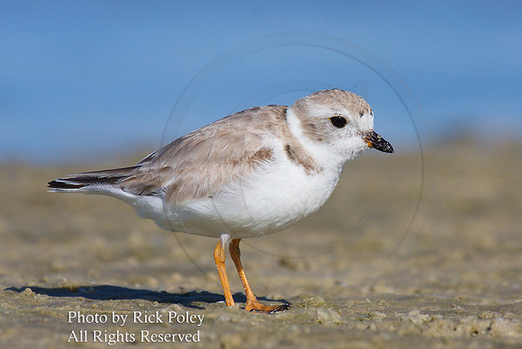 Piping Plover (Charadrius melodus)