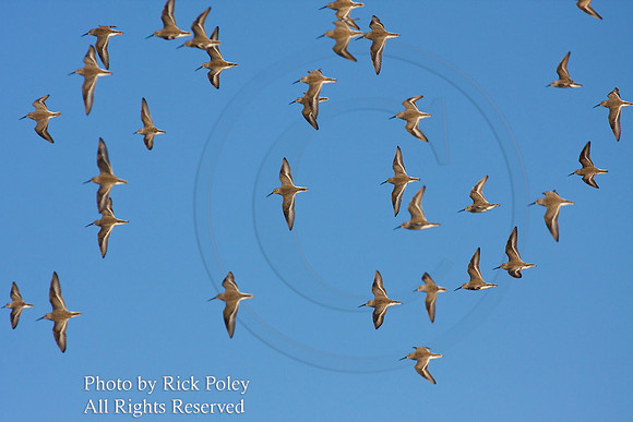 Flock of Dunlins (Calidris alpina) in Flight;