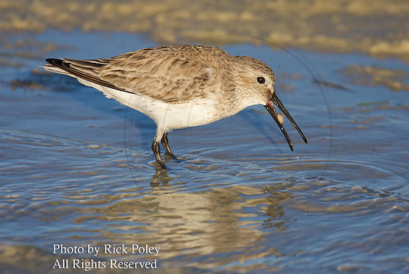 Dunlin (Calidris alpina) Feeding on Coquina Clams