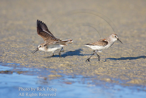 Western Sandpipers (Calidris mauri)