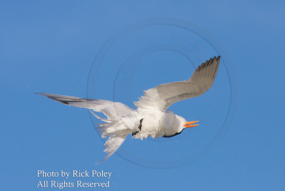 Royal Tern Shaking in Flight