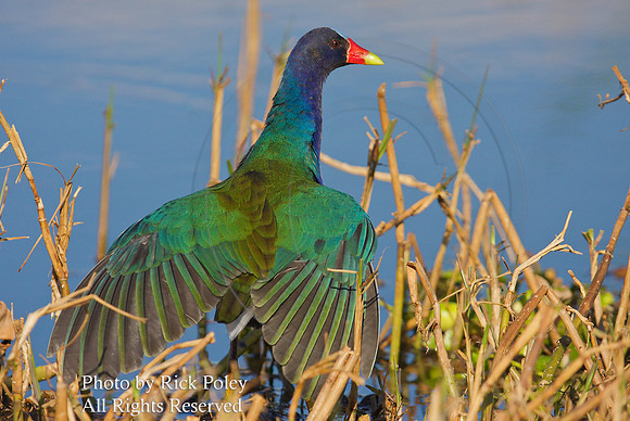 Purple Gallinule (Porphyrula martinica) Sun Bathing