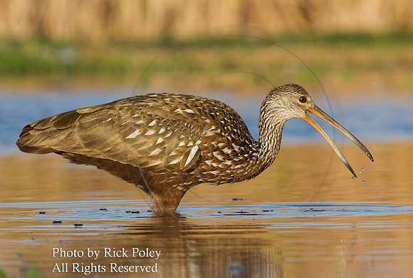 Limpkin (Aramus guarauna) feeding