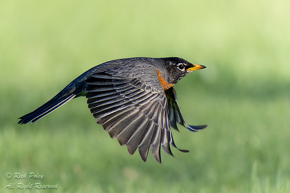 American Robin (Turdus migratorius) in Flight, CO