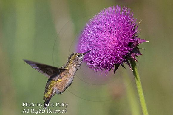 Female Calliope Hummingbird