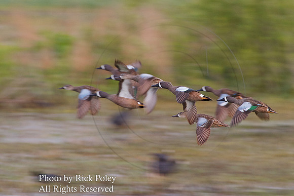 Flock of Flying Blue-winged Teal (Anas discors)