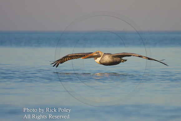 Adult Brown Pelican (Pelecanus occidentalis) Gliding