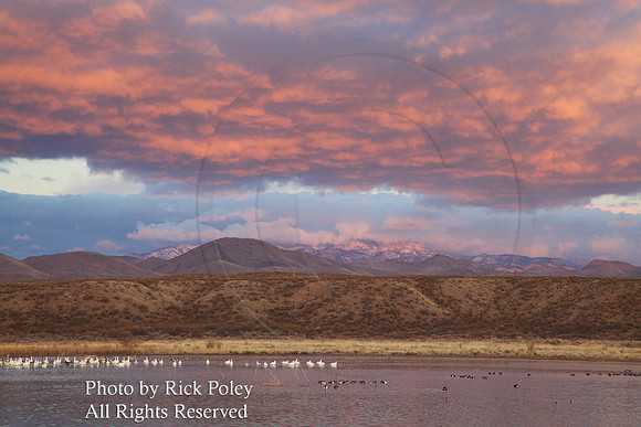 Clearing Storm at Dawn, Bosque del Apache NWR