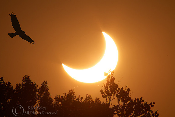 Annular Solar Eclipse & Northern Harrier