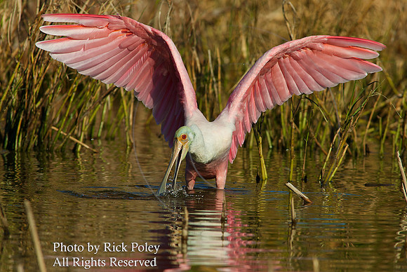 Feeding Roseate Spoonbill (Ajaia ajaja)