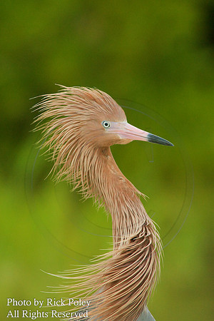 Reddish Egret (Egretta rufescens);
