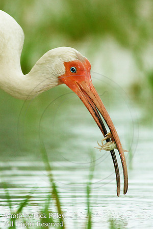 White Ibis (Eudocimus albus) feeding on Fiddler Crab