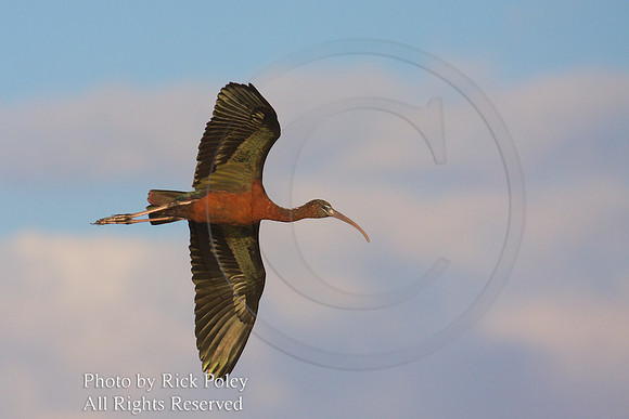 Glossy Ibis (Plegadis falcinellus) in Flight;