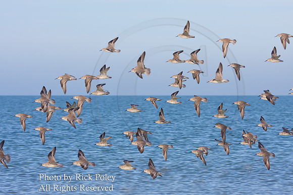 Red Knots (Calidris canutus) in Flight